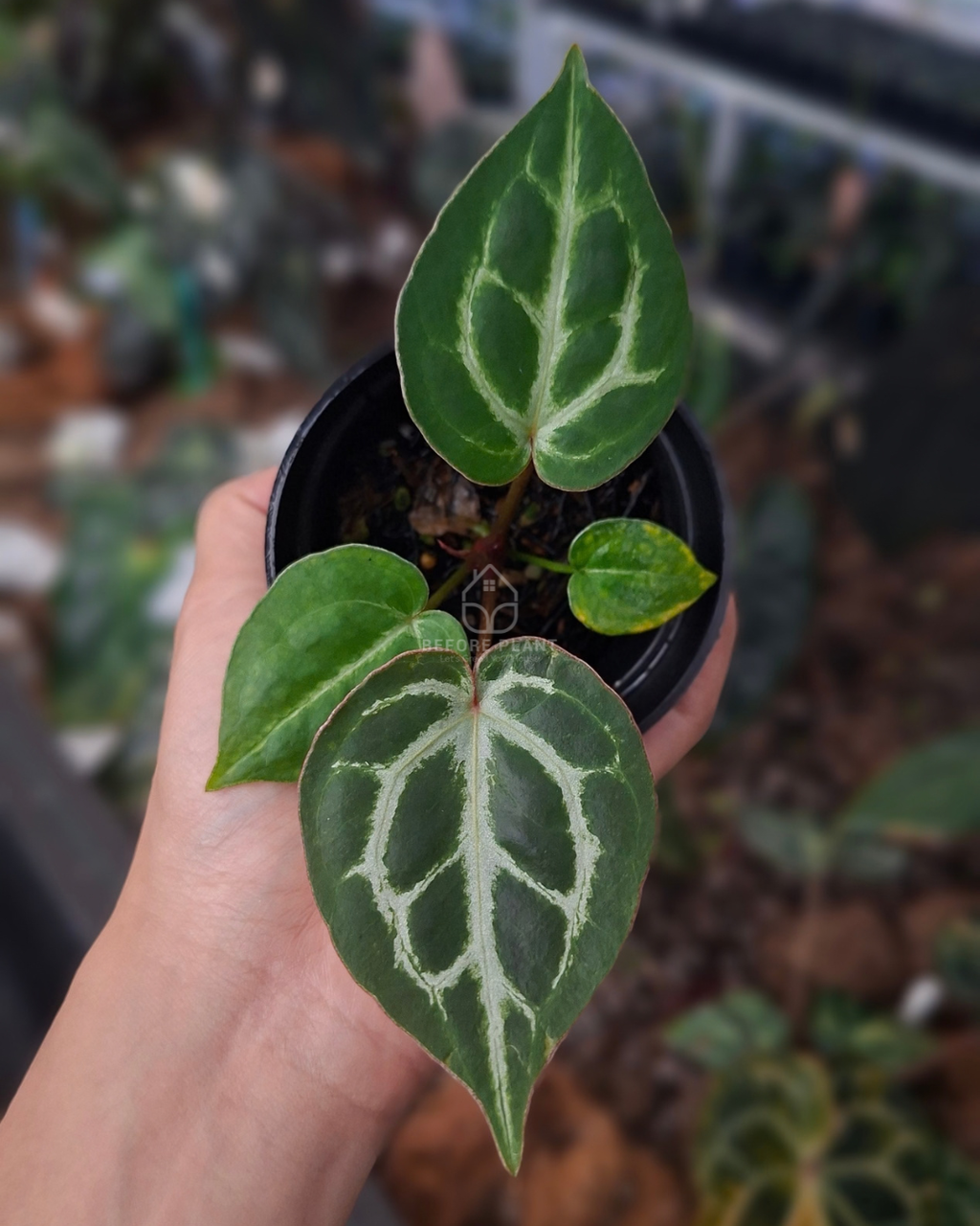 Anthurium Michelle x Silver Blush KOS ( Standard Form )