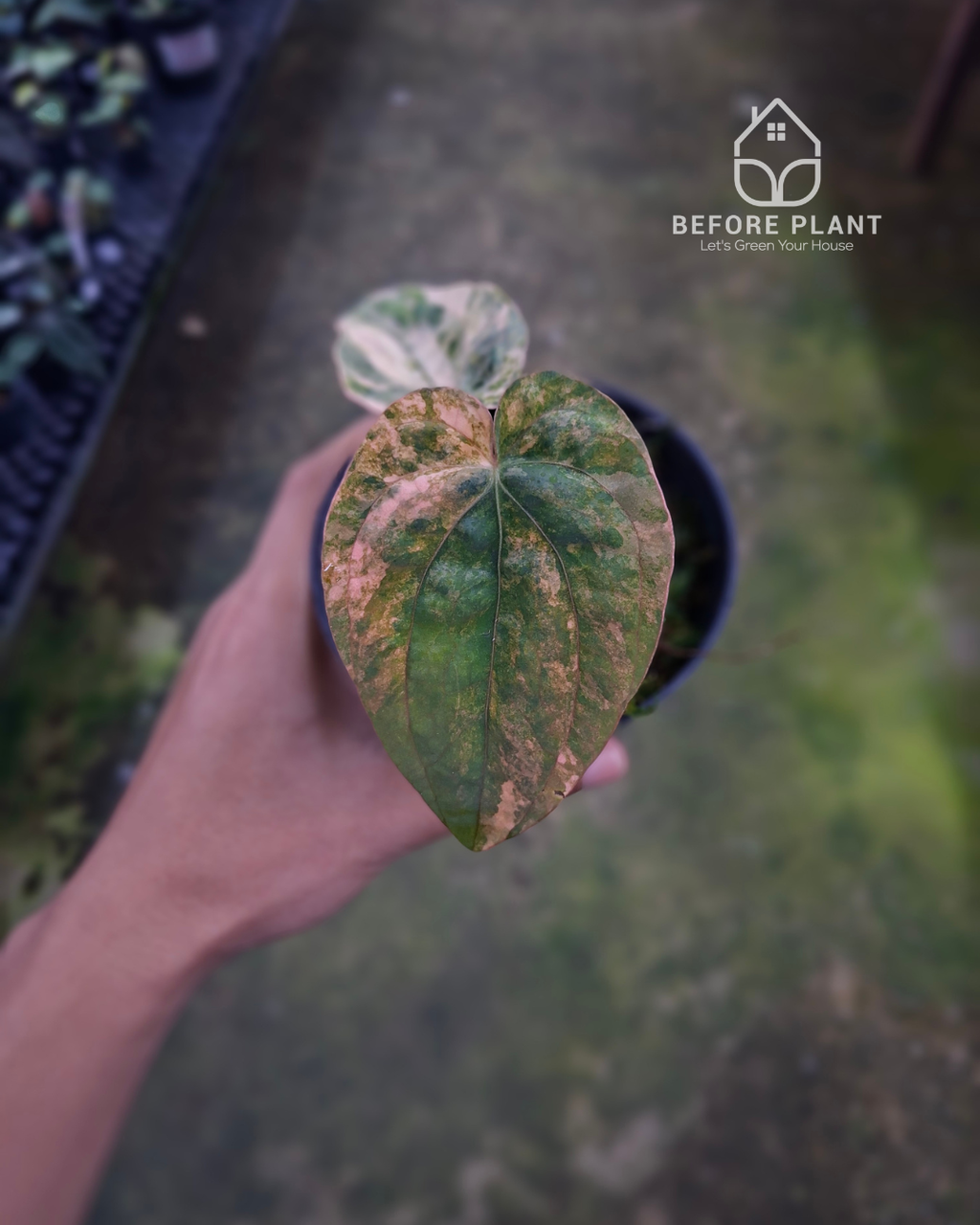 Anthurium Papillilaminum Variegated x Dressleri RG
