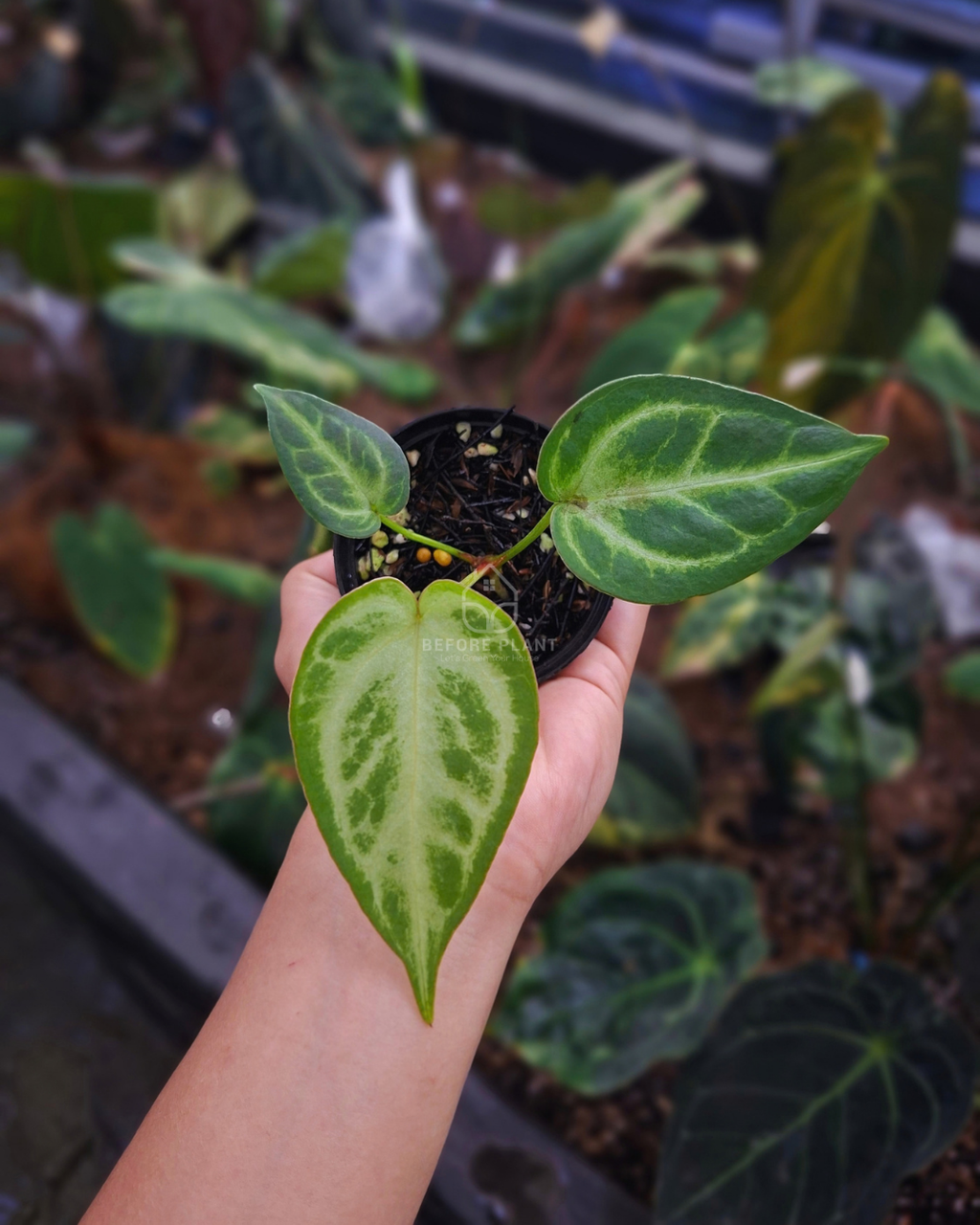 Anthurium Silver Butterfly x indigo