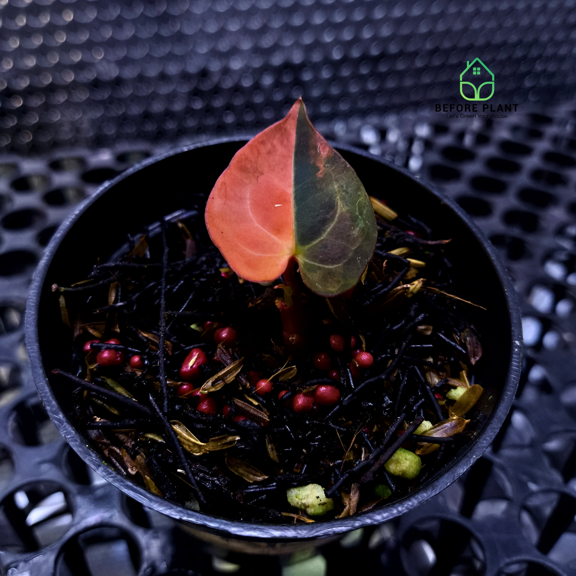 Black Venom (Mutation)