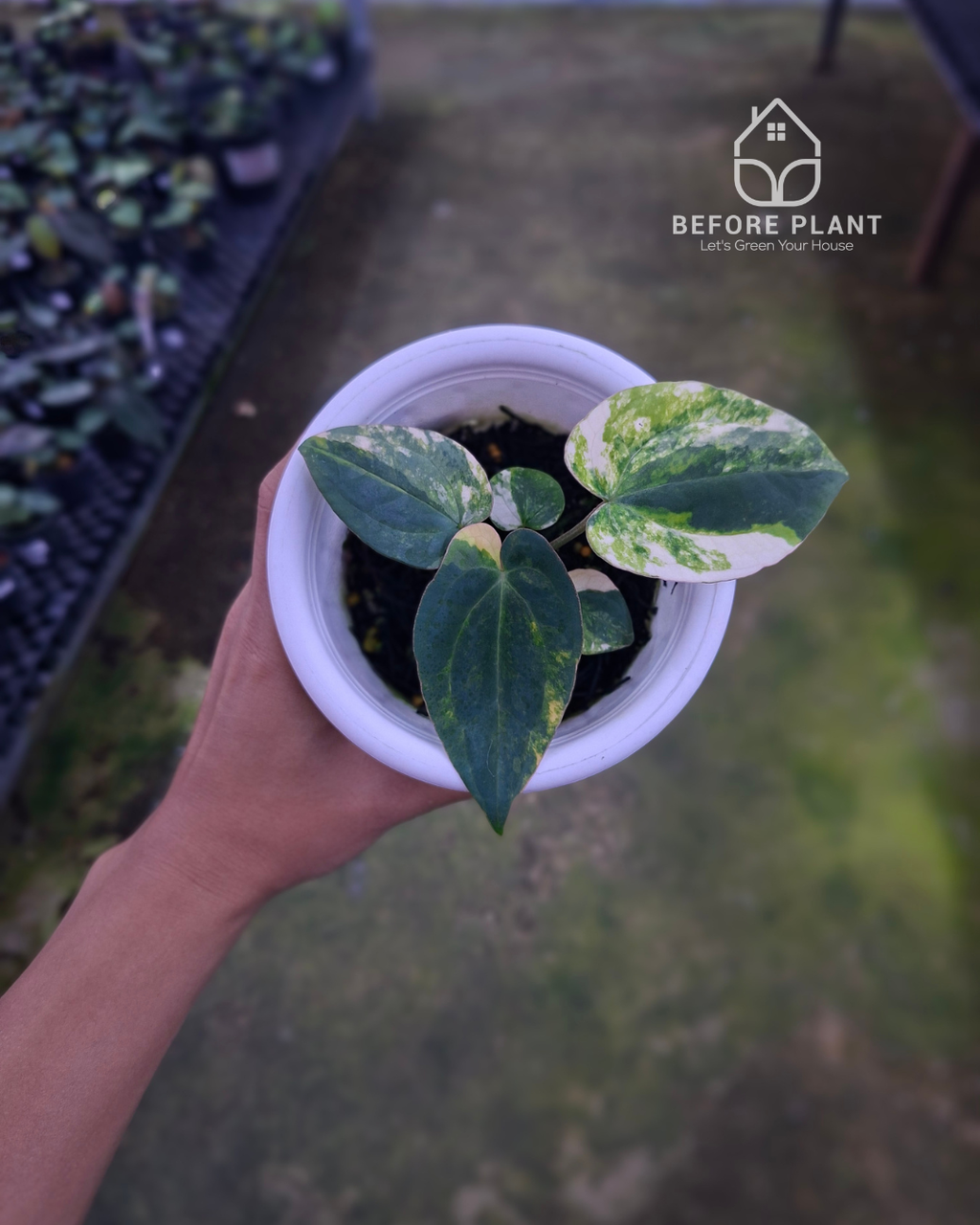 Anthurium Papillilaminum Variegated X Night Dragon