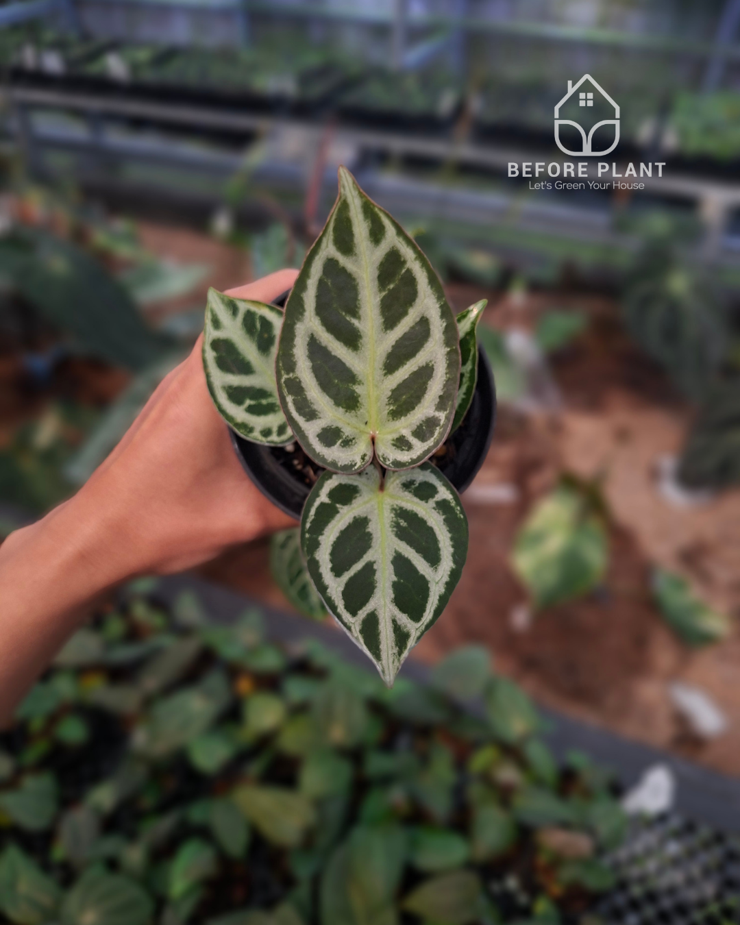 Anthurium King Of Spades / HU x Red Crystal NSE