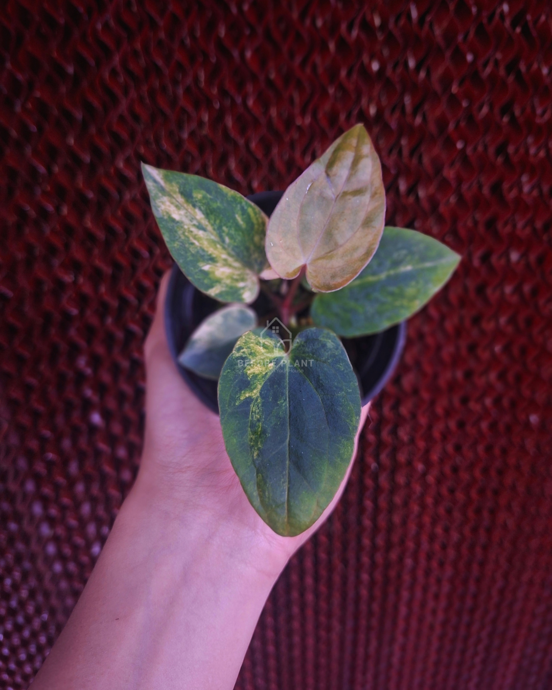 Anthurium Papi Var Subsignatum x Papi Var AOS Tezula
