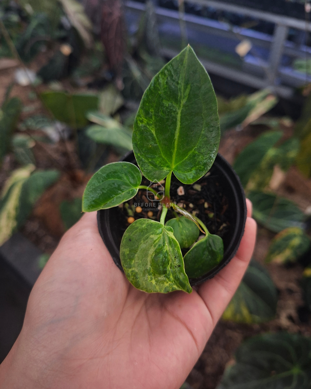 Anthurium Forgetii Blister x Indigo