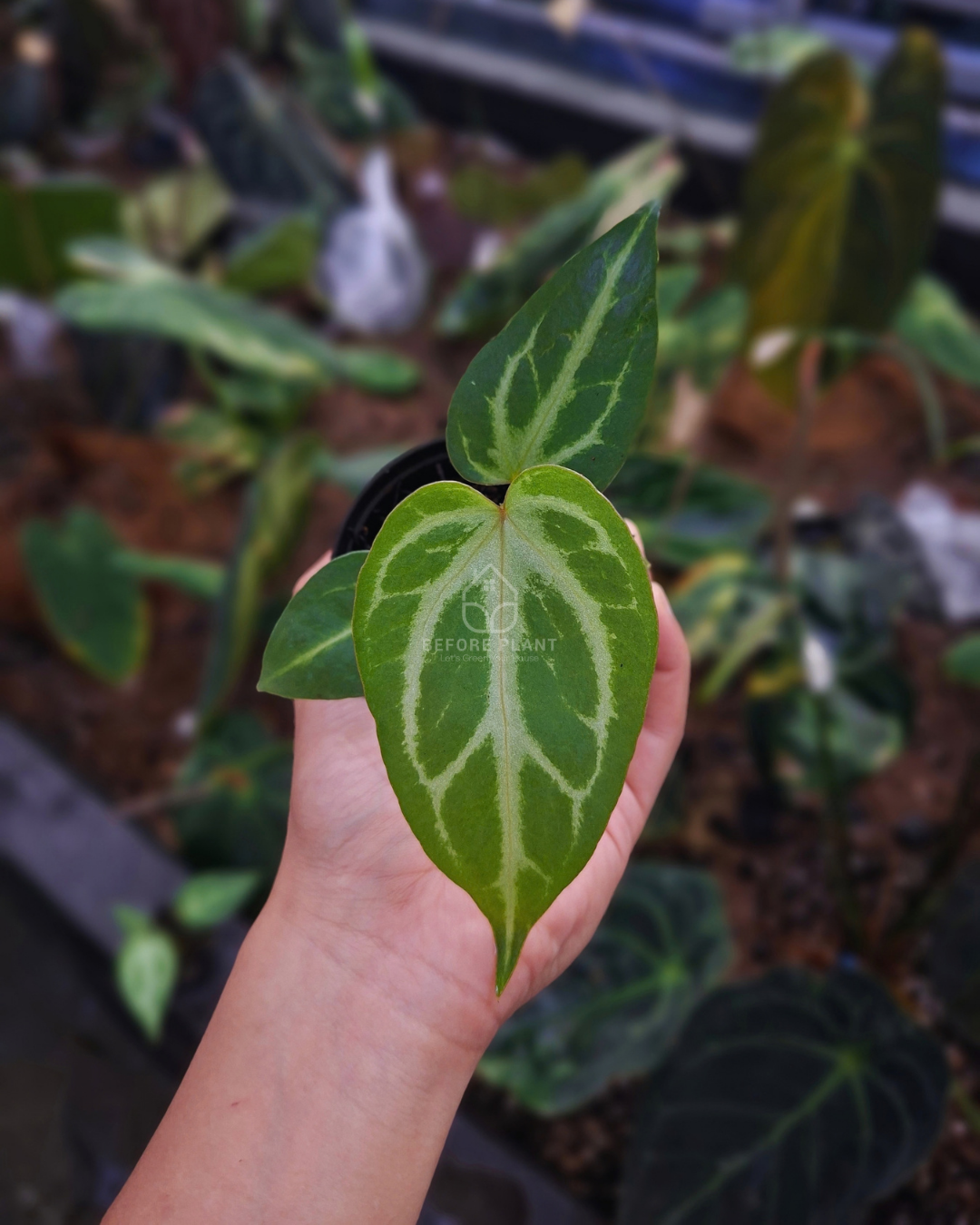 Anthurium Silver Butterfly x indigo