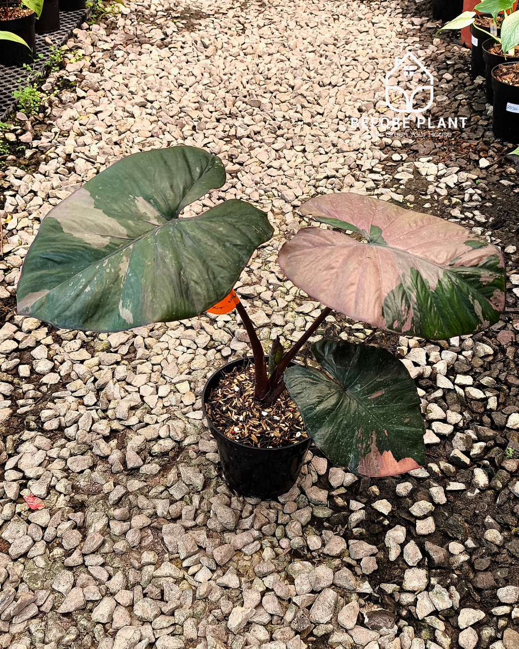 Alocasia Serendipity
