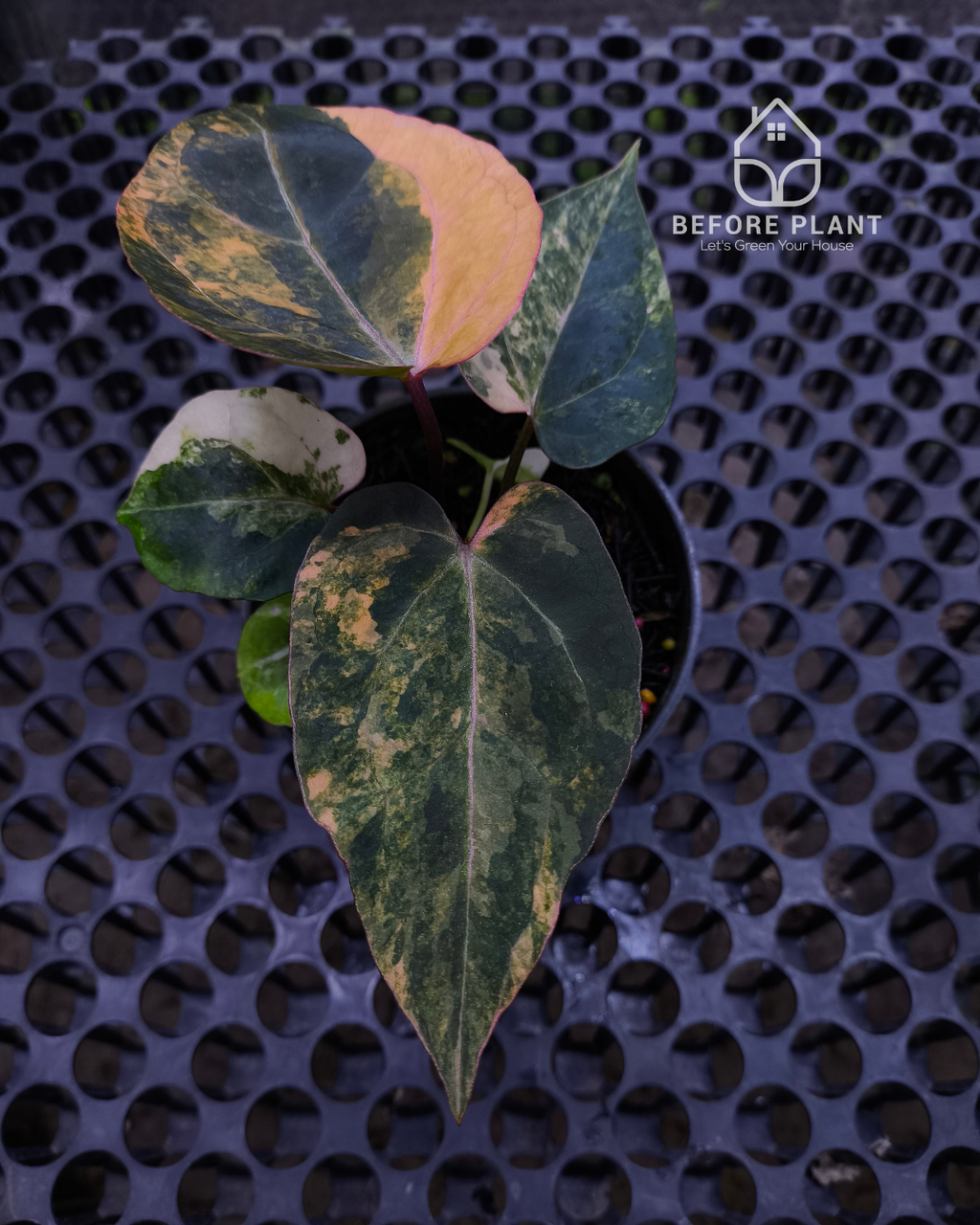 Anthurium Black Venom x Twilight Armor
