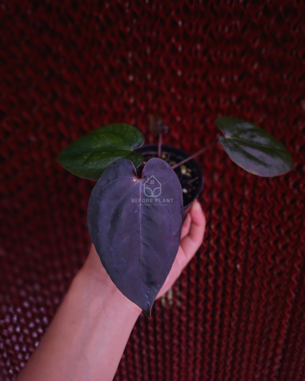Anthurium Carla Blackiae x Red Tiger
