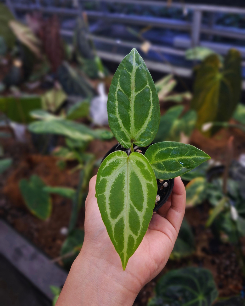 Anthurium Silver Butterfly x indigo