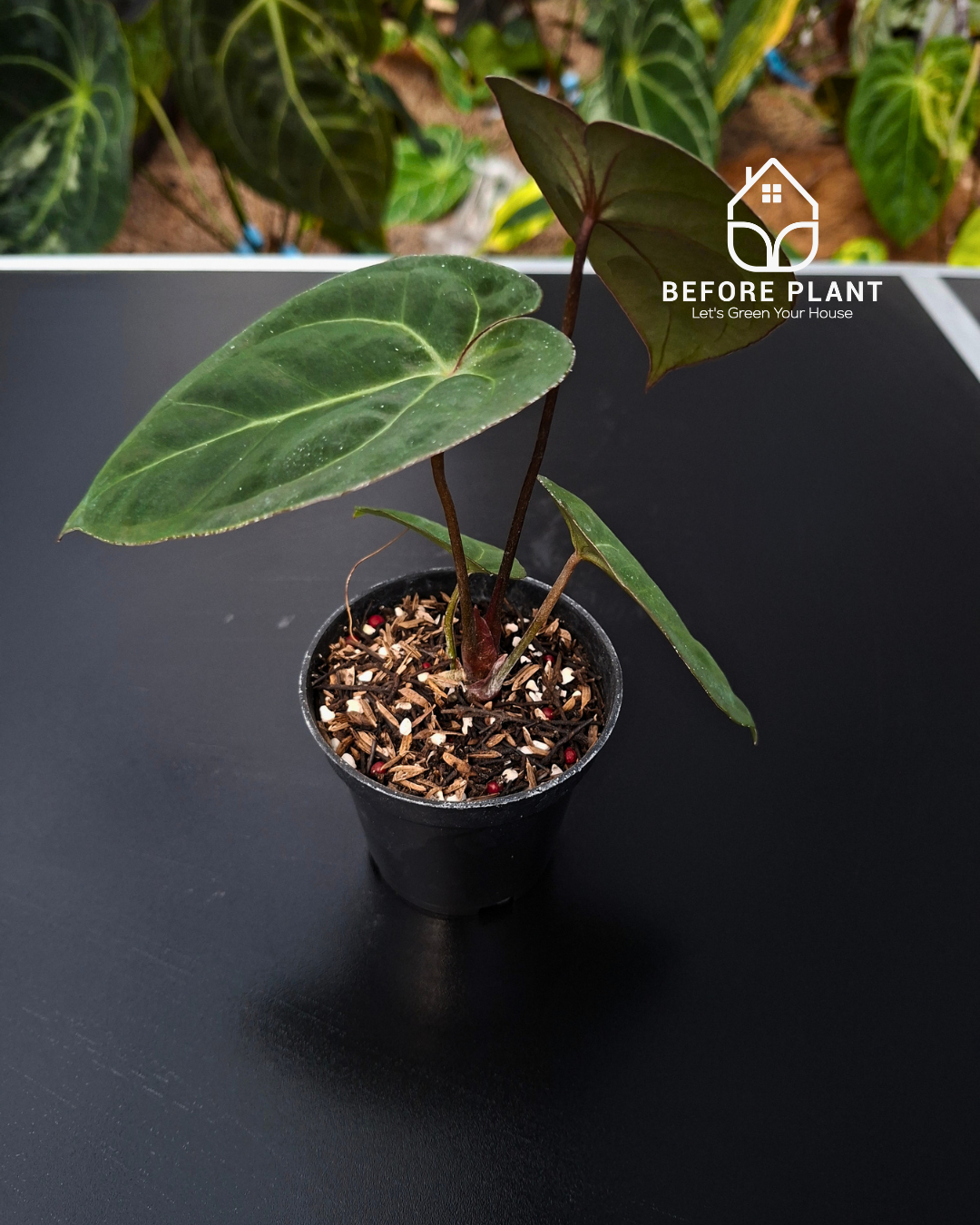 Anthurium Papillilaminum x BVIT Zara Michelle