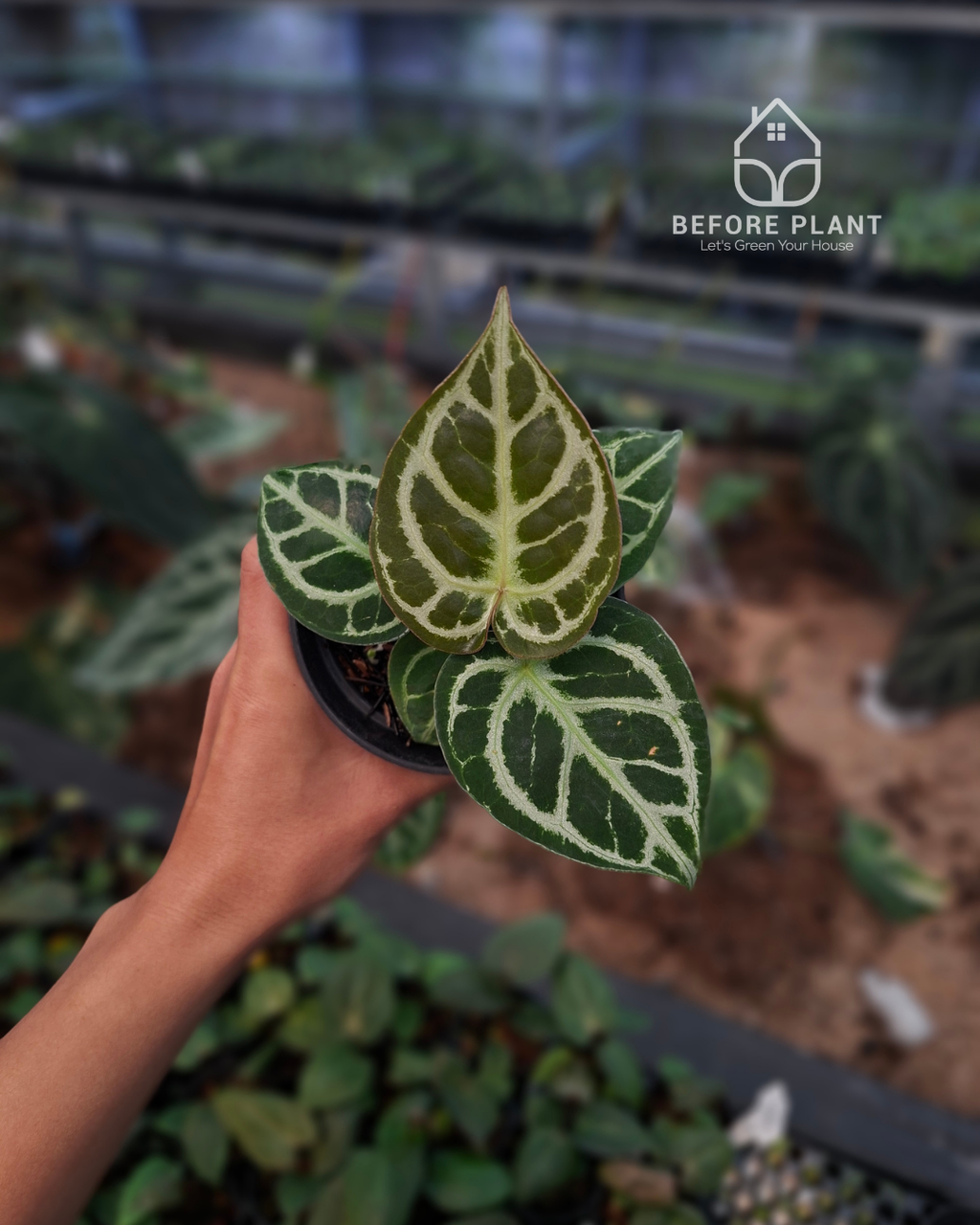 Anthurium King Of Spades / HU x Red Crystal NSE