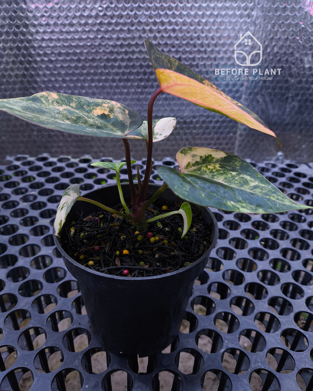 Anthurium Black Venom x Twilight Armor