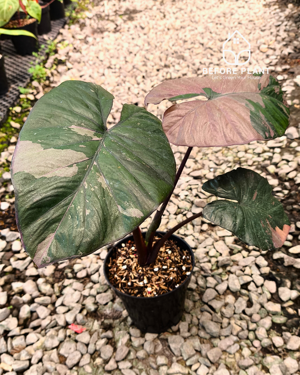 Alocasia Serendipity