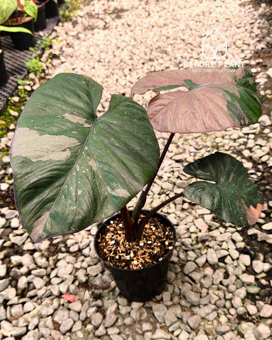 Alocasia Serendipity