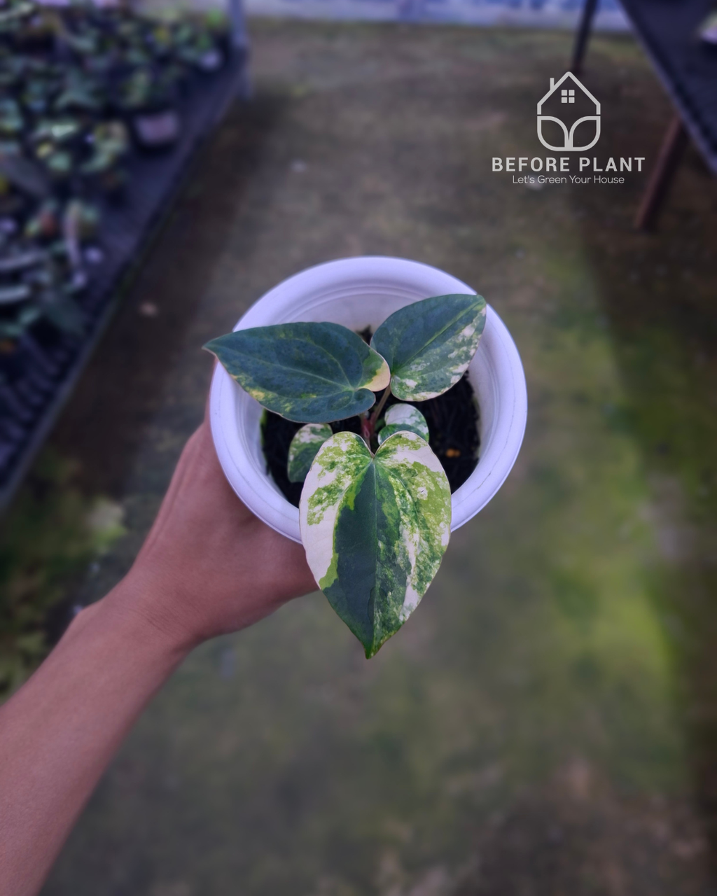 Anthurium Papillilaminum Variegated X Night Dragon