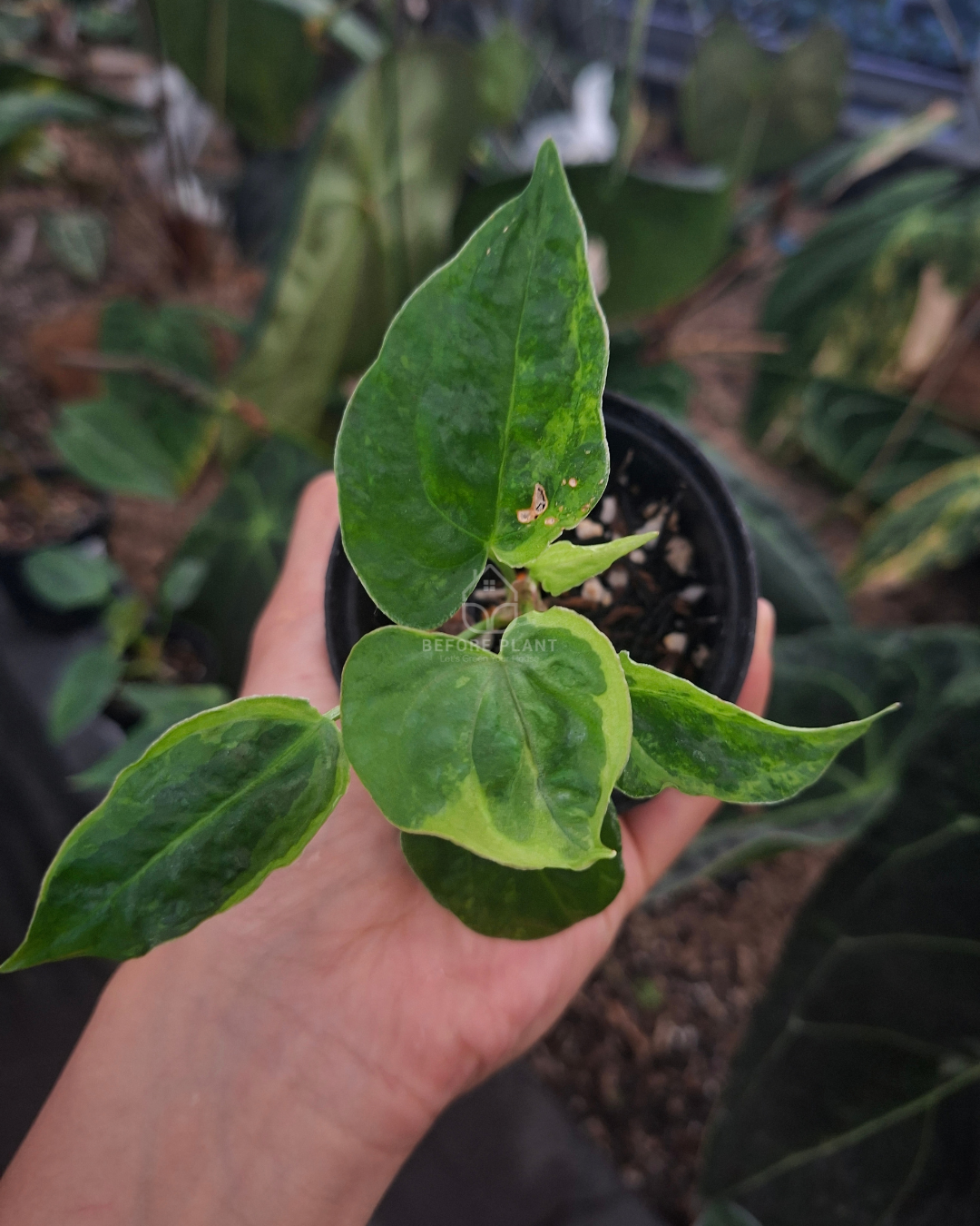 Anthurium Forgetii Blister x Indigo
