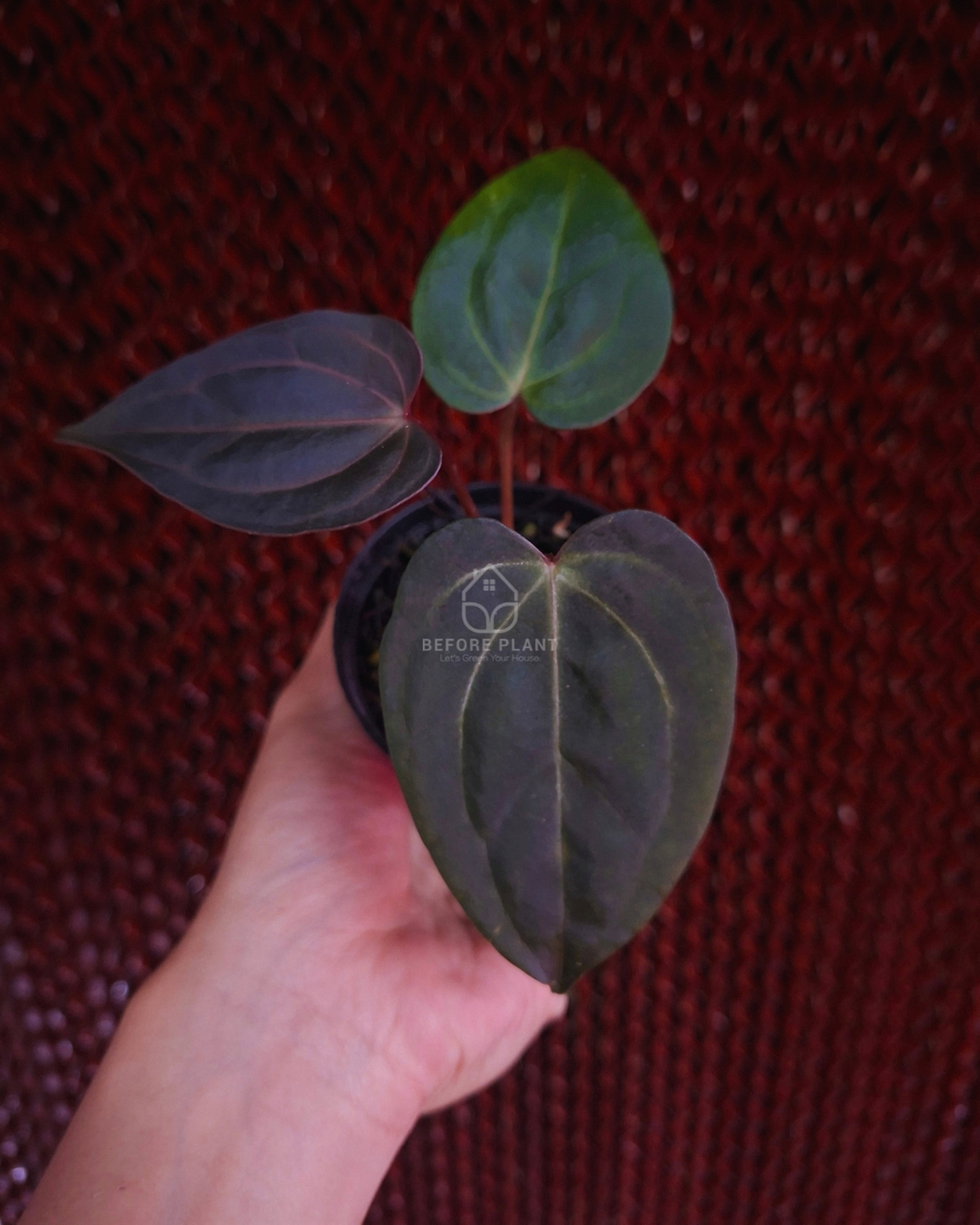 Anthurium Carla Blackiae x Red Tiger