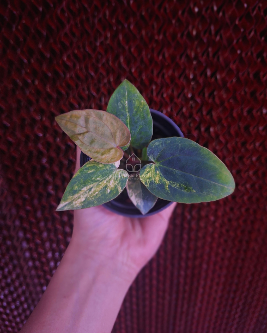 Anthurium Papi Var Subsignatum x Papi Var AOS Tezula