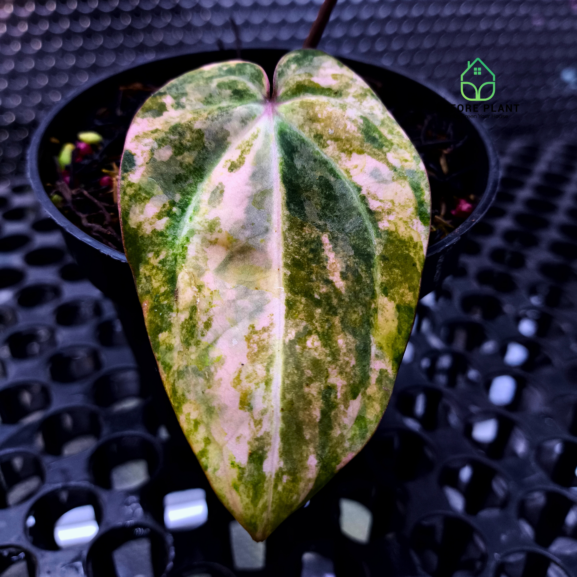 Anthurium Papi Variegated x Carla