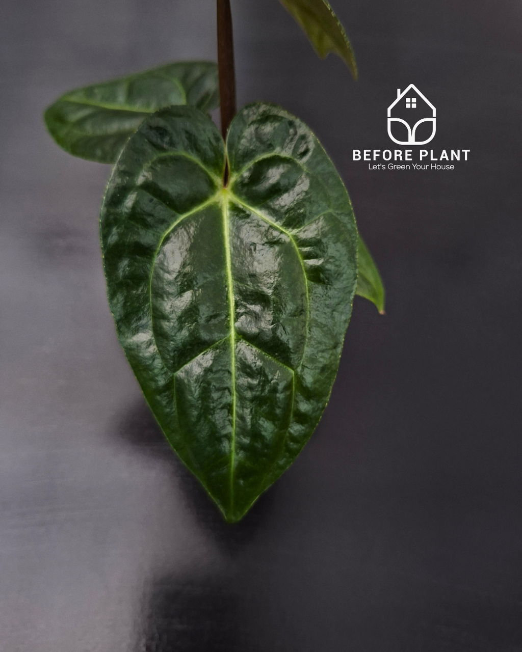 Anthurium Carla x Portillae