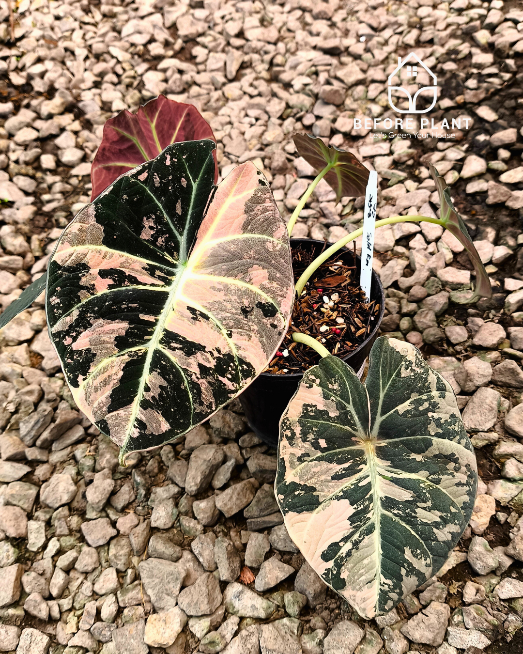 Alocasia Black Velvet Pink