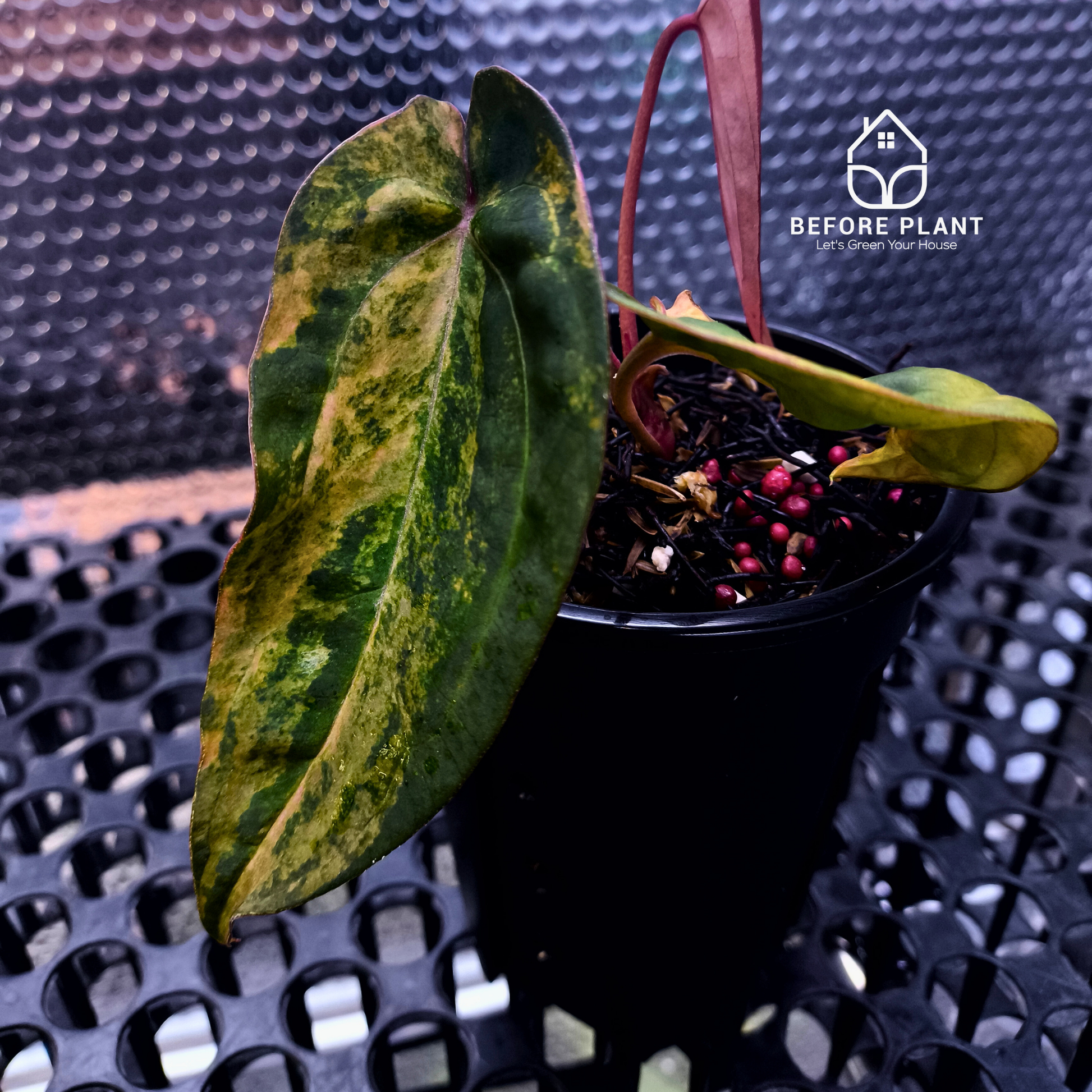Anthurium Red Devil x ( Papi x Red Crystal )