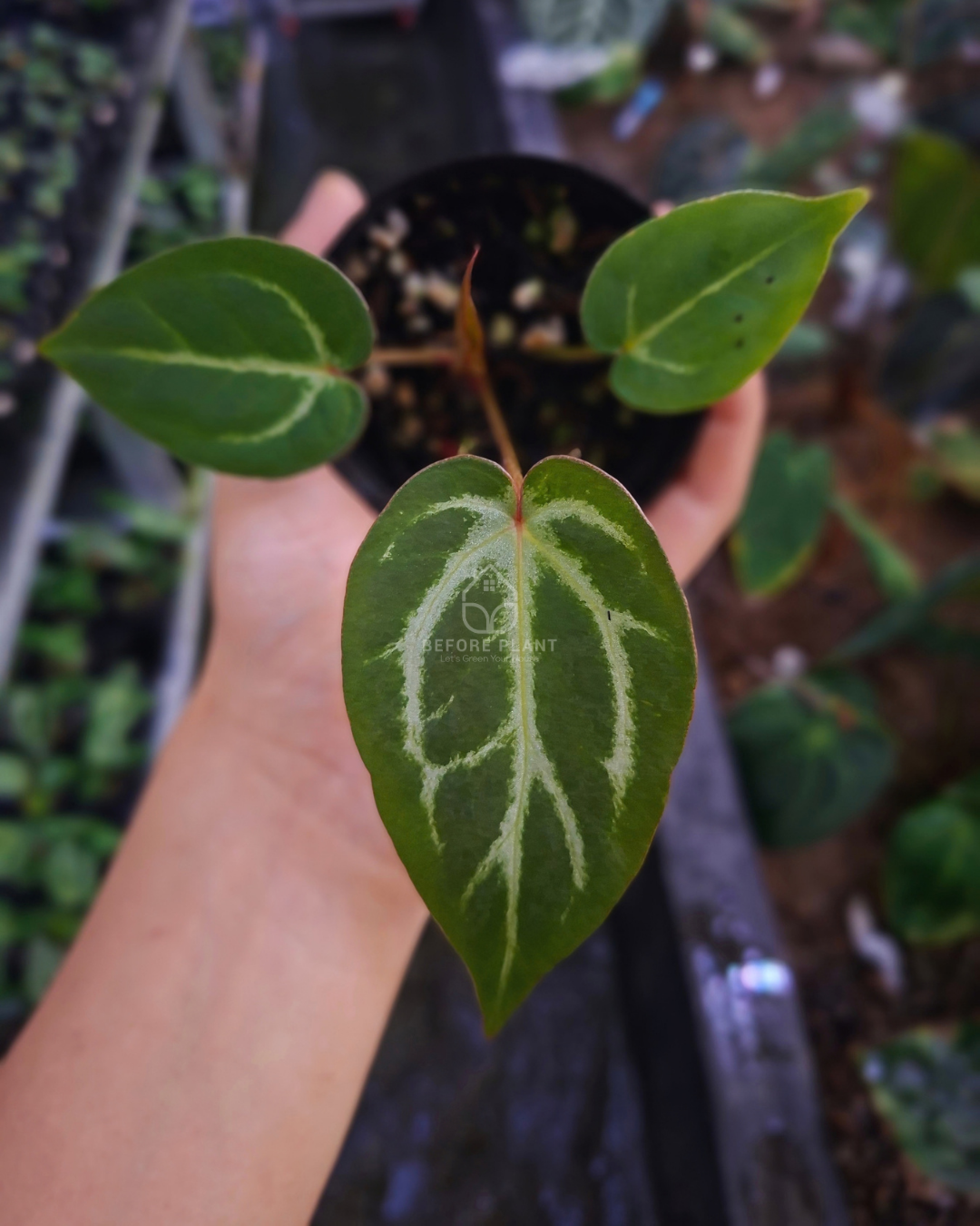 Anthurium Silver Butterfly x indigo