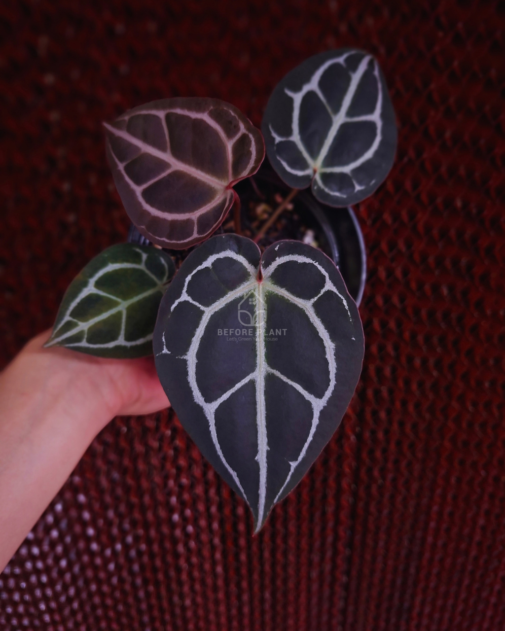 Anthurium Purple Tiger