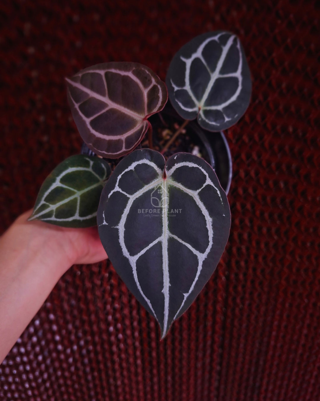 Anthurium Purple Tiger
