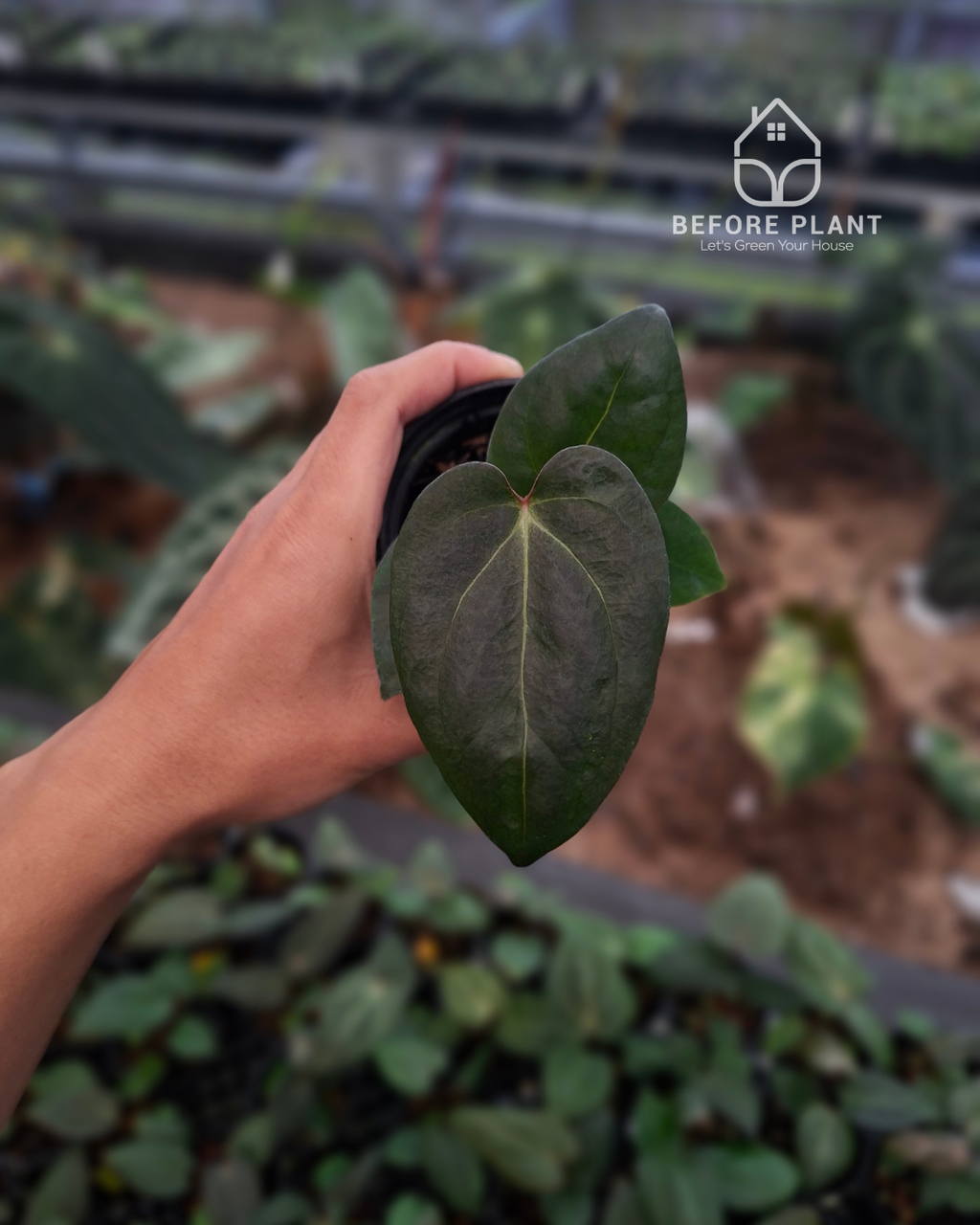 Anthurium Carla Porti NSE x Indigo