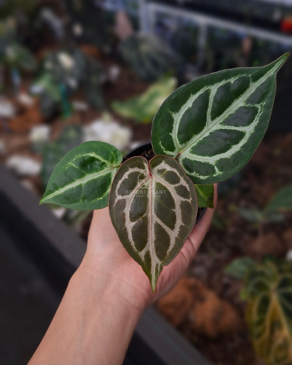 Anthurium Michelle x Silver Blush KOS ( Standard Form )