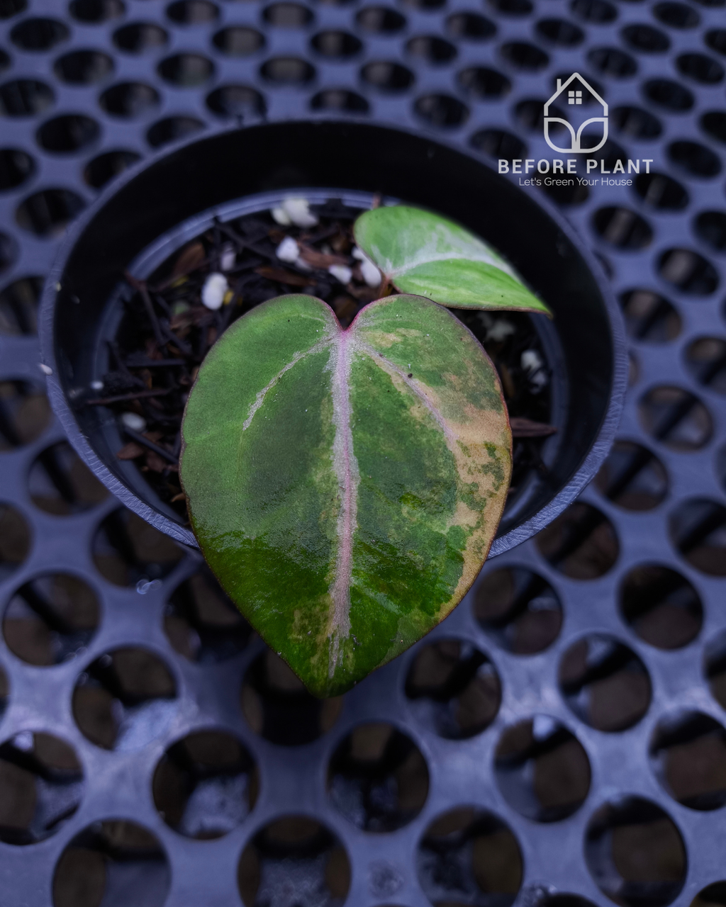 Anthurium Black Venom x RVC Michelle