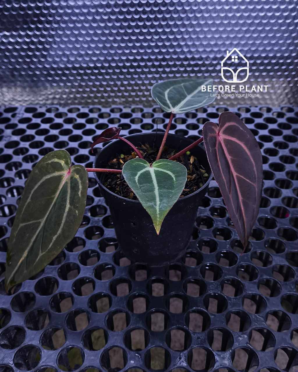 Anthurium ( Dark Handsome x Red Velvet Cake ) x Michelle Variegated