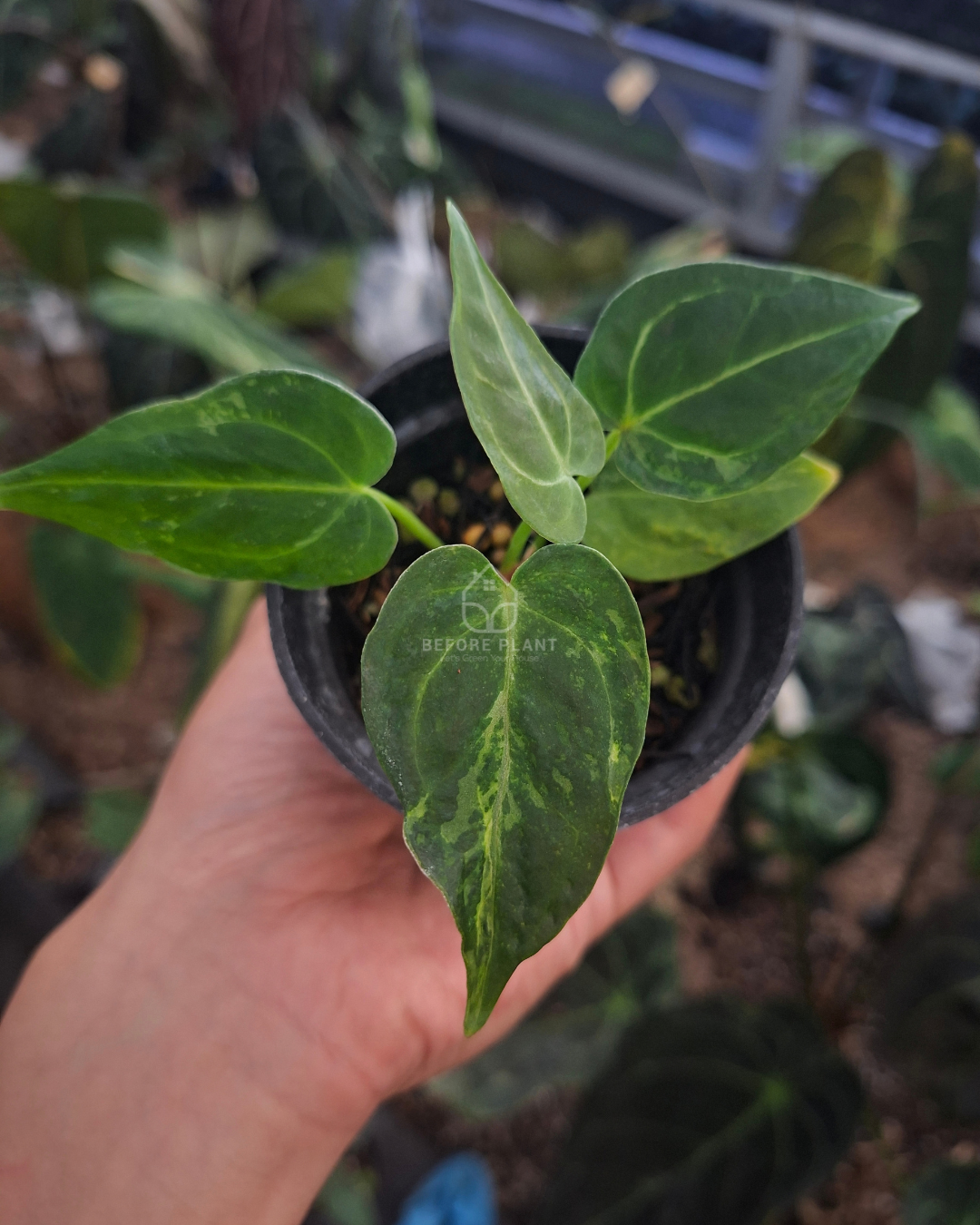 Anthurium Forgetii Blister x Silver Blush