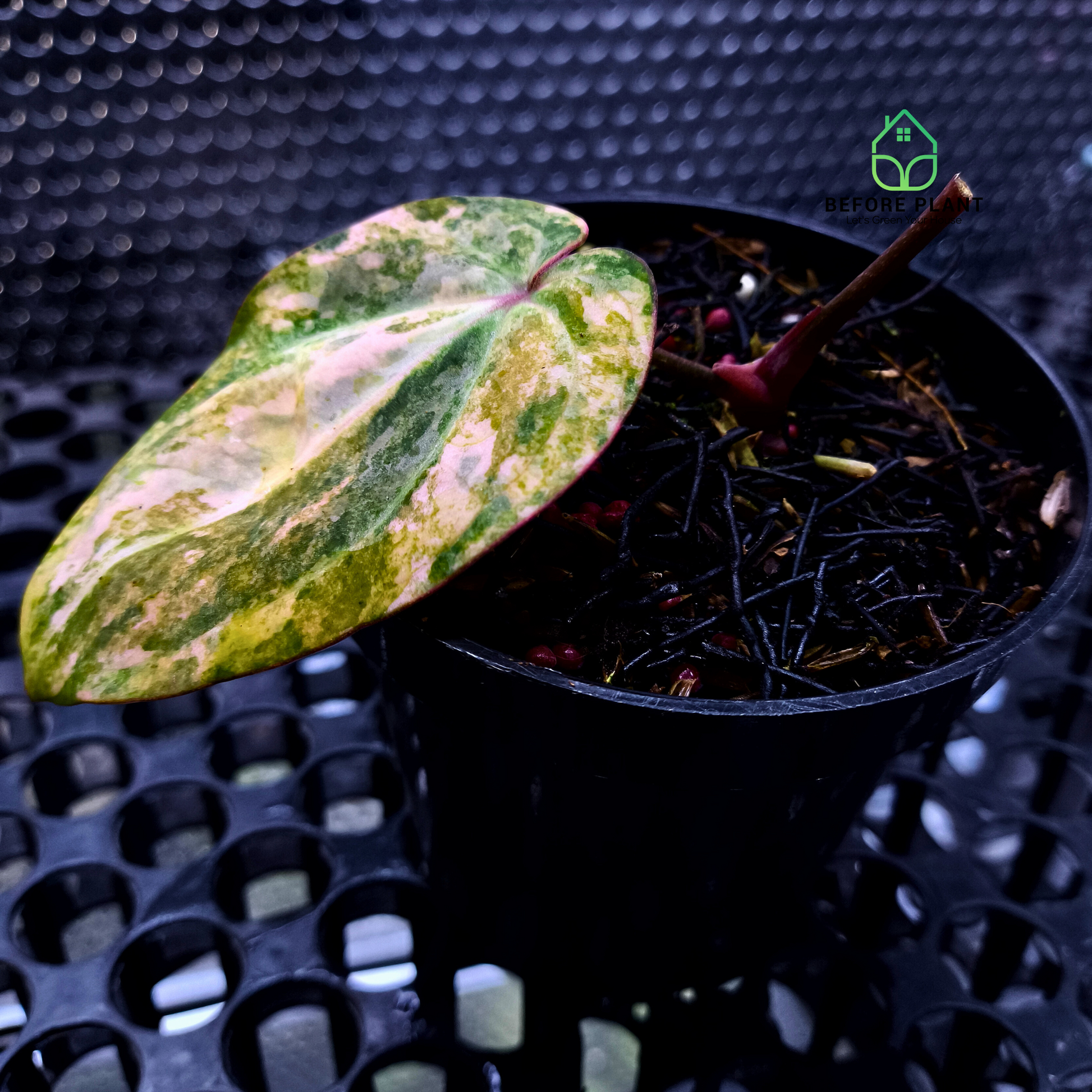 Anthurium Papi Variegated x Carla