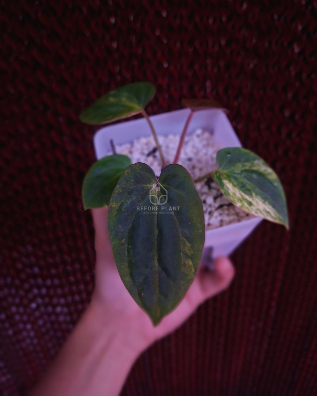 Anthurium Papi Var Subsignatum x Papi Var AOS Tezula