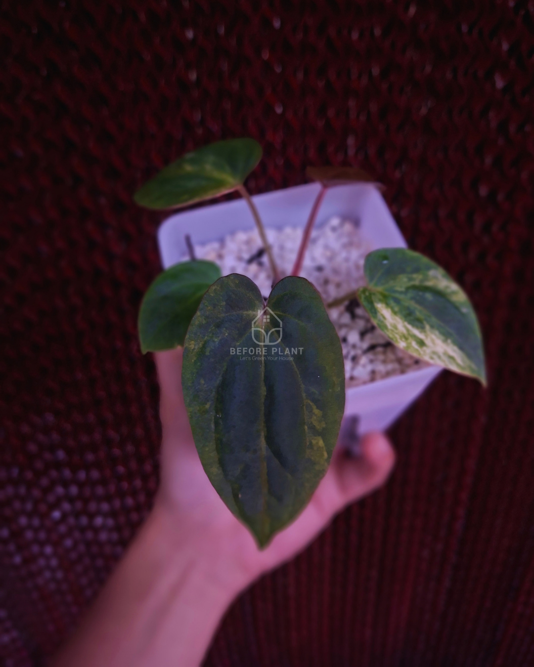 Anthurium Papi Var Subsignatum x Papi Var AOS Tezula