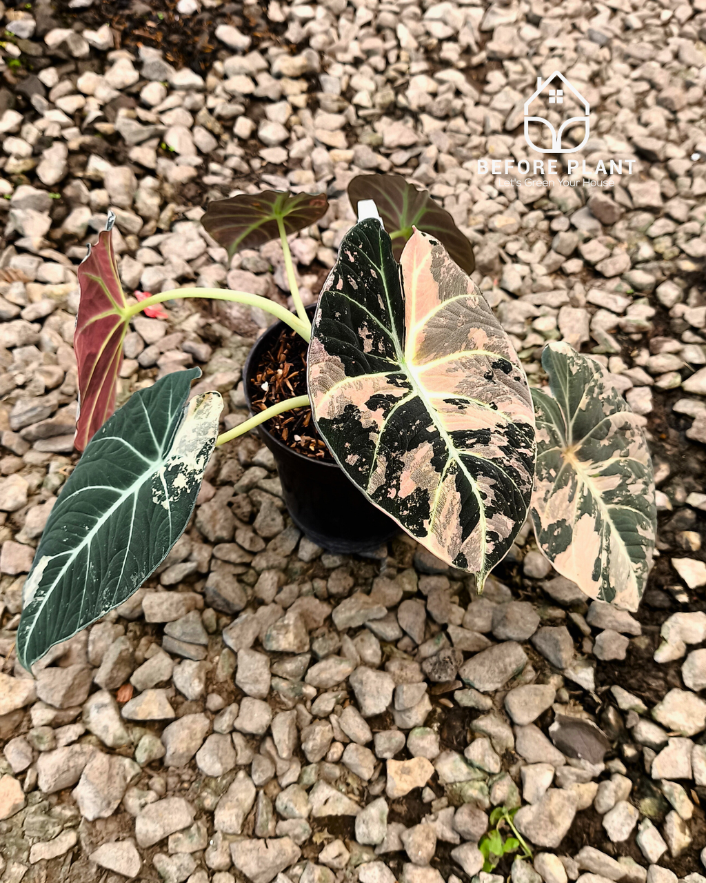Alocasia Black Velvet Pink