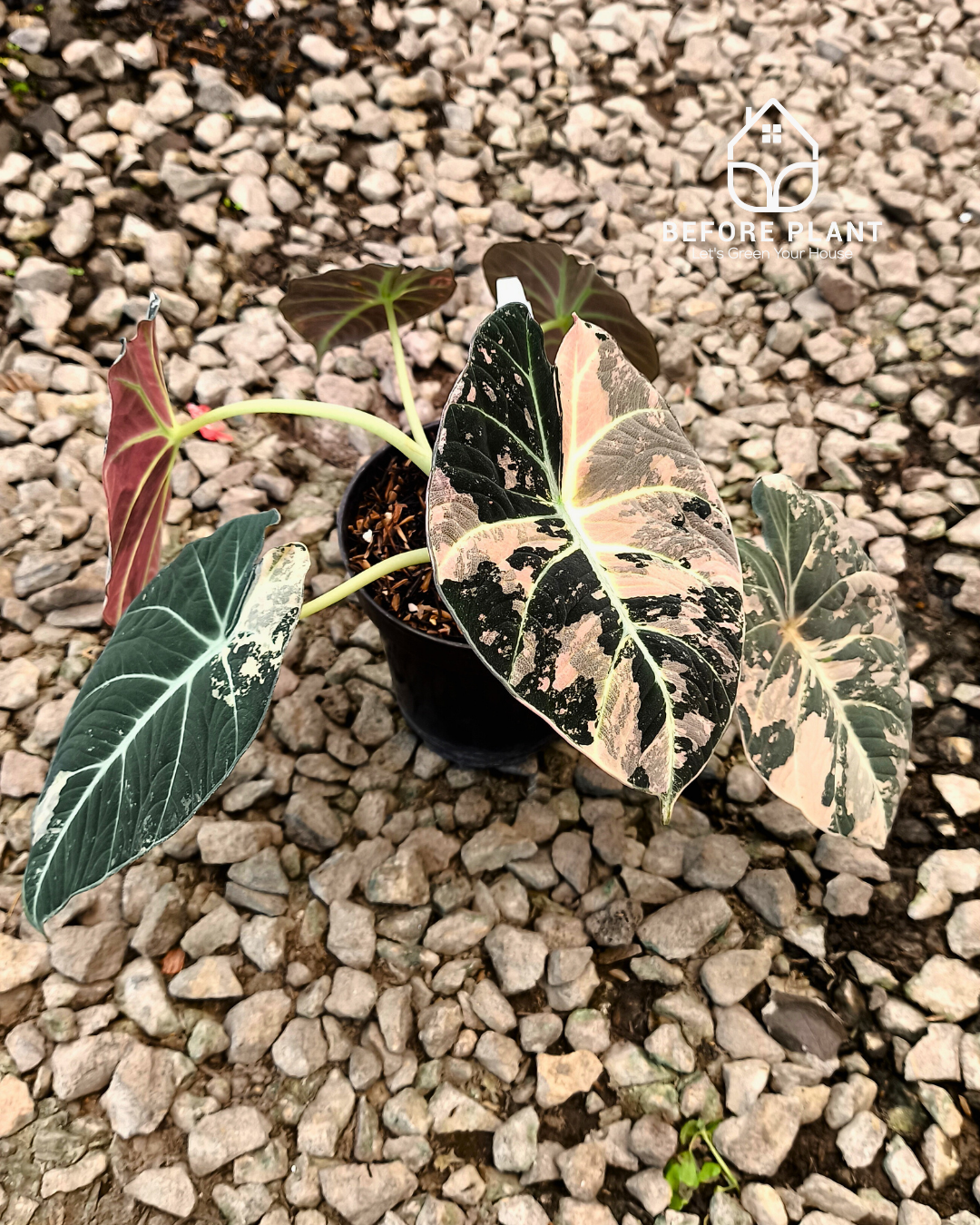 Alocasia Black Velvet Pink