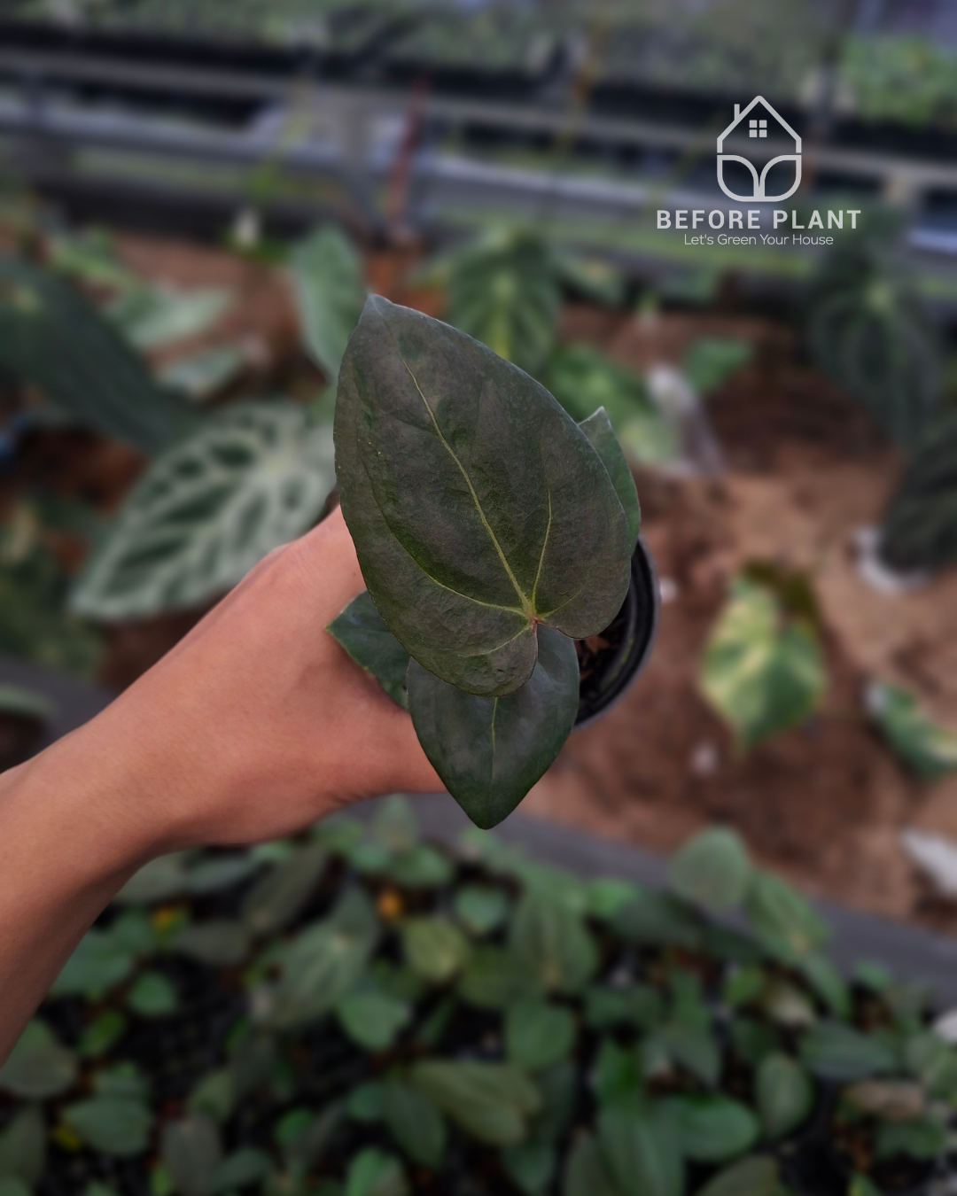 Anthurium Carla Porti NSE x Indigo