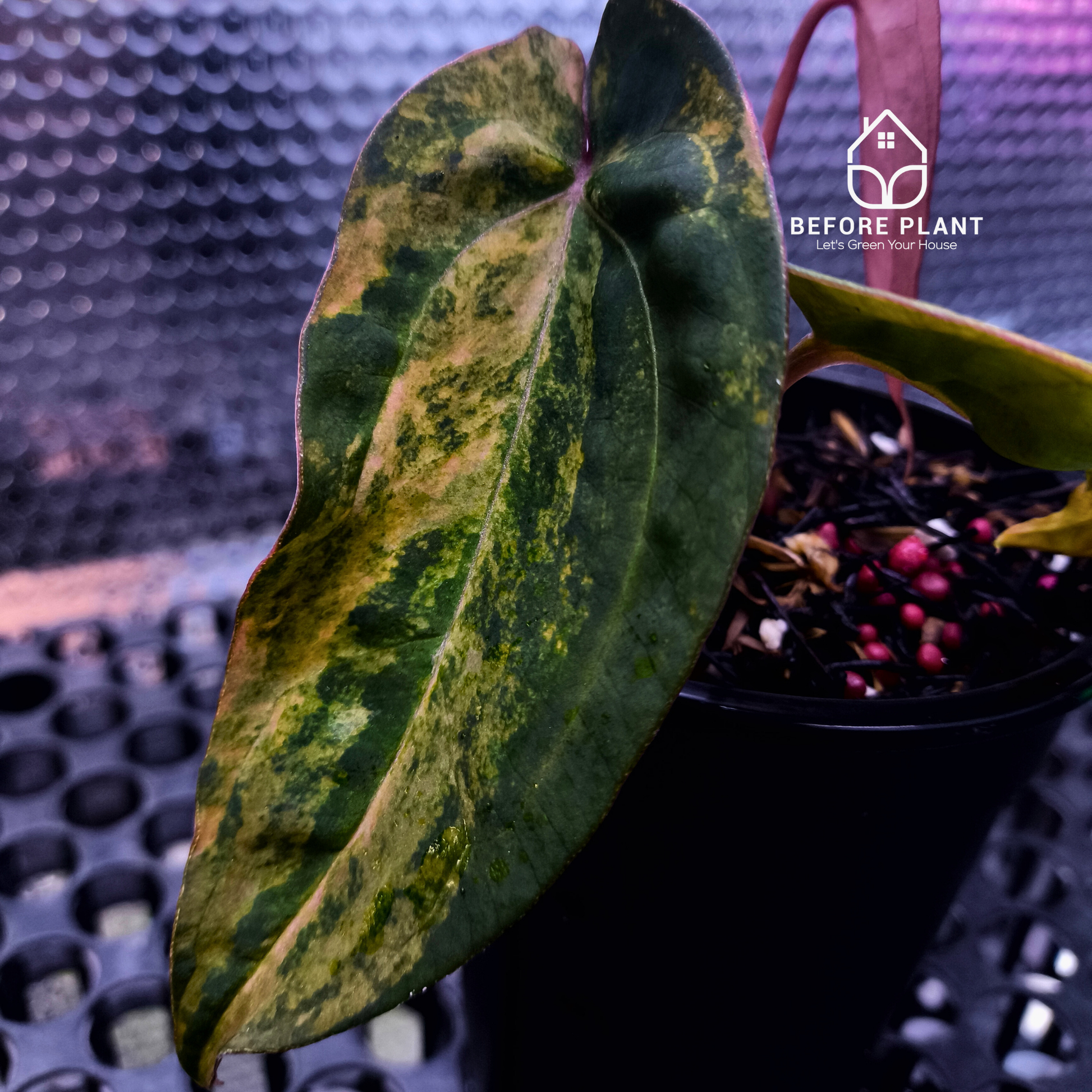 Anthurium Red Devil x ( Papi x Red Crystal )