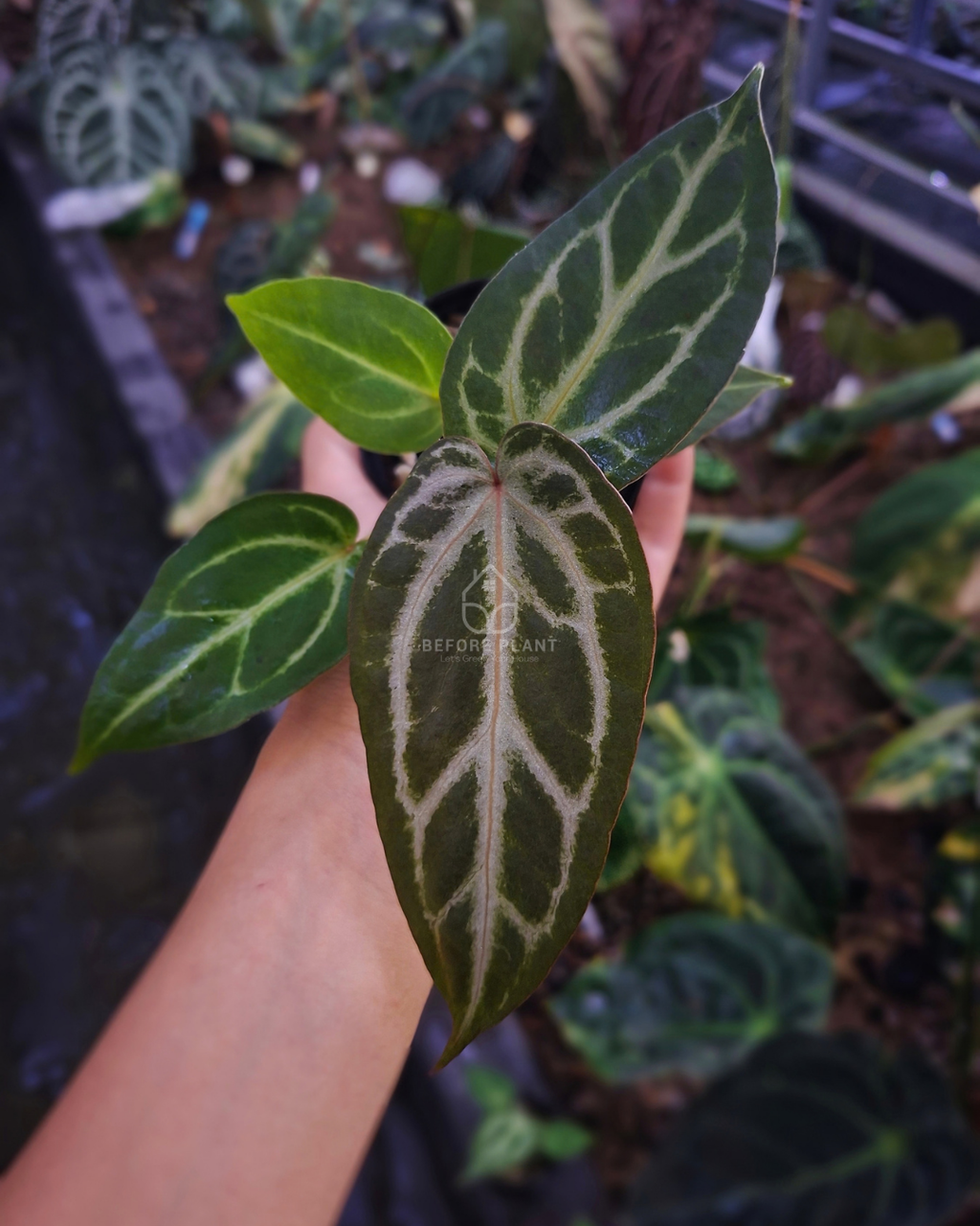 Anthurium Silver Butterfly x indigo