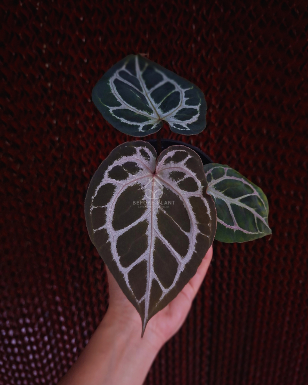 Anthurium Purple Tiger
