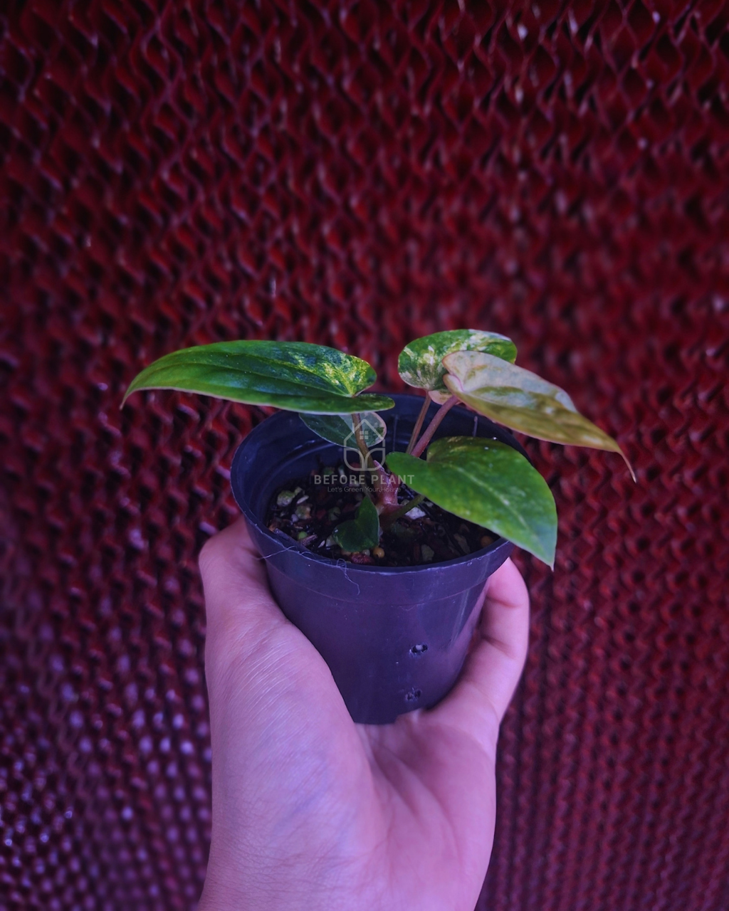 Anthurium Papi Var Subsignatum x Papi Var AOS Tezula