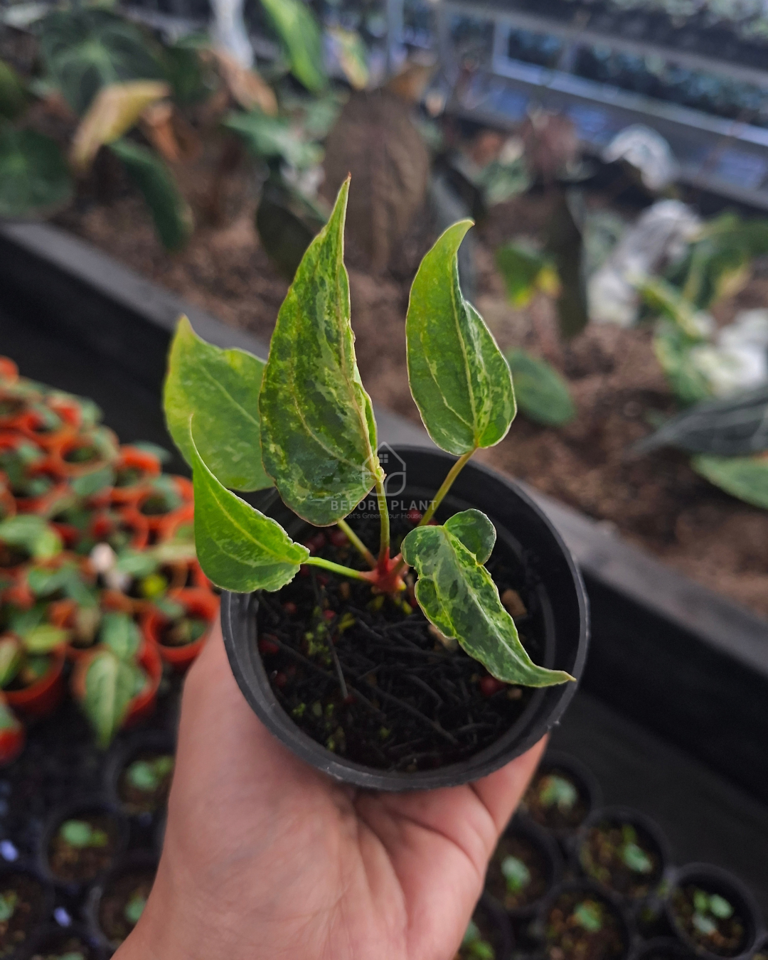 Anthurium Forgetii Blister x Silver Blush