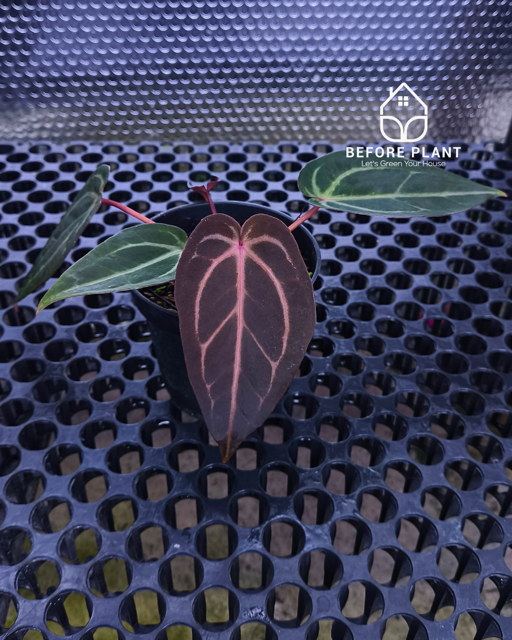 Anthurium ( Dark Handsome x Red Velvet Cake ) x Michelle Variegated