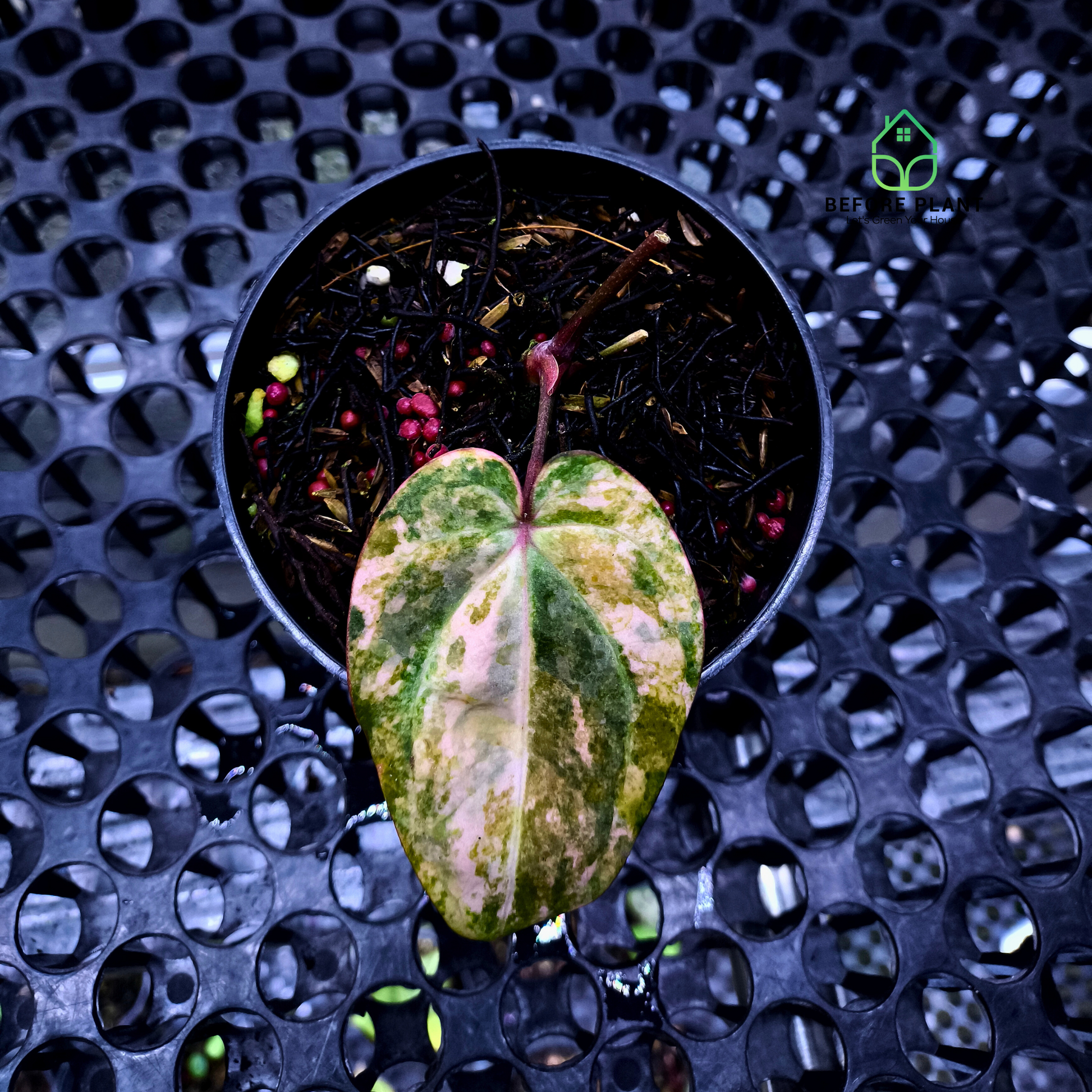 Anthurium Papi Variegated x Carla