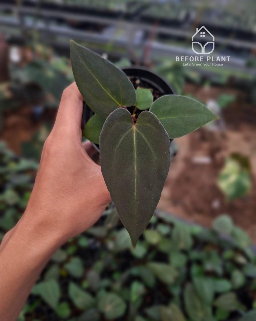 Anthurium Carla Porti NSE x Indigo