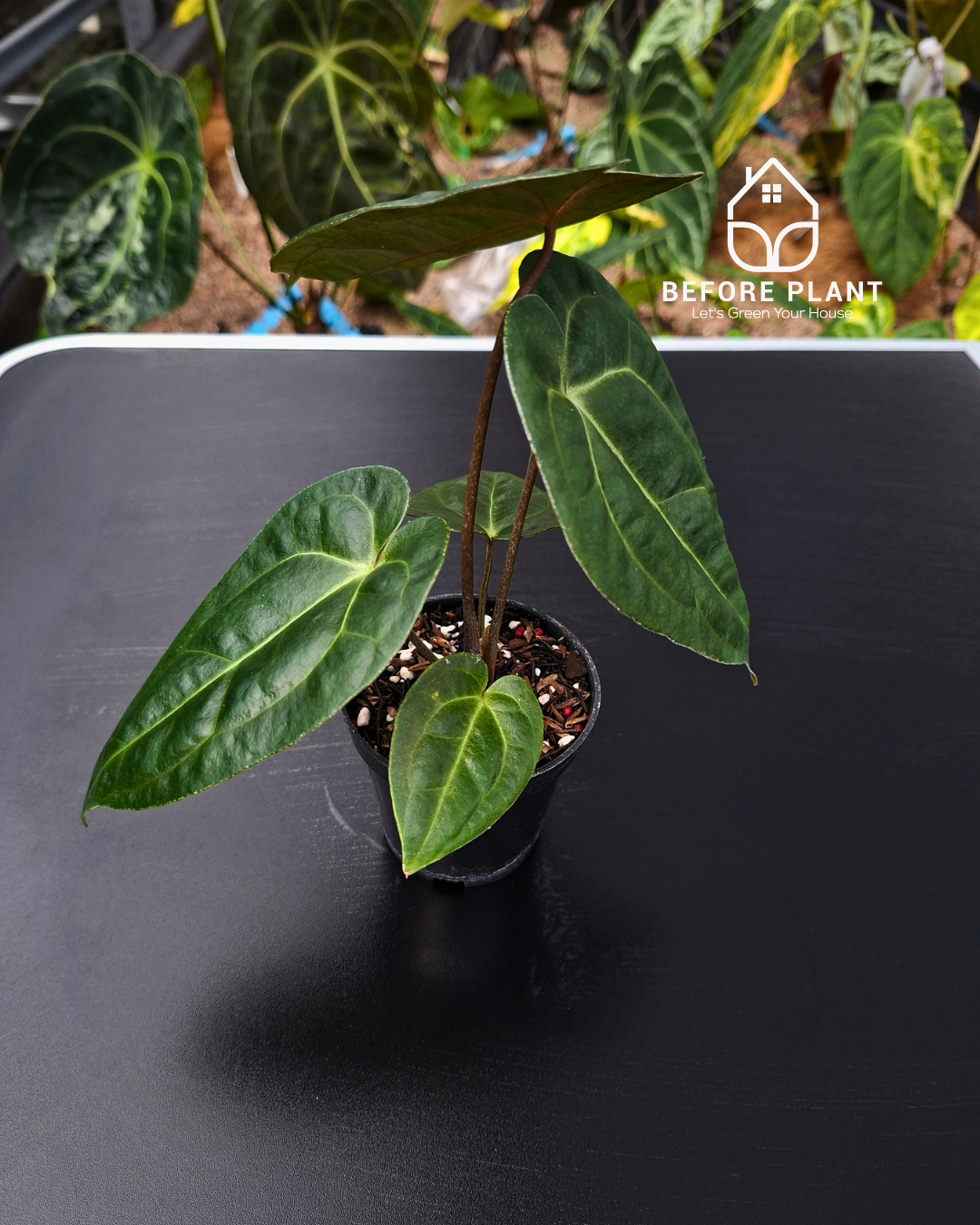 Anthurium Carla x Portillae