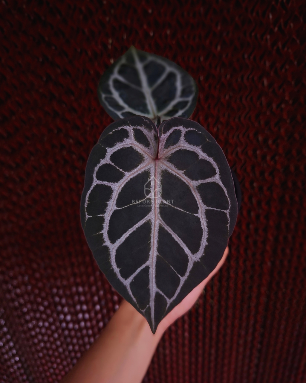 Anthurium Purple Tiger